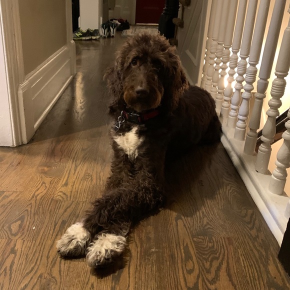 Meet your Posher, Judy - Picture 1 of 1